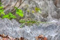 Oustalet`s chameleon, Furcifer oustaleti female, Tsingy de Bemaraha, Madagascar