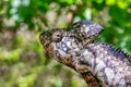 Oustalet`s chameleon, Furcifer oustaleti, Isalo National Park, Madagascar wildlife