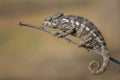 Oustalet`s Chameleon - Furcifer oustaleti, Kirindi forest, Madagascar