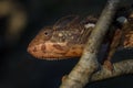 Oustalet`s Chameleon - Furcifer oustaleti, Kirindi forest, Madagascar