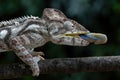 Oustalet`s Chameleon - Furcifer oustaleti