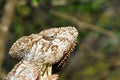 Oustalet's Chameleon (Furcifer Oustaleti)