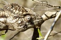 Oustalet's Chameleon (Furcifer Oustaleti)