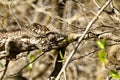 Oustalet's Chameleon (Furcifer Oustaleti)