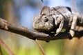 Oustalet's Chameleon (Furcifer Oustaleti)