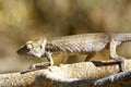 Oustalet`s Chameleon Furcifer Oustaleti