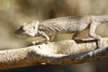 Oustalet`s Chameleon Furcifer Oustaleti