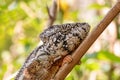 Oustalet`s chameleon, Furcifer oustaleti, Reserve Peyrieras Madagascar Exotic, Madagascar