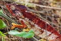 Oustalet`s chameleon with red, white and yellow skin