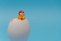 Out of the egg shell looks toy chick on a blue background Royalty Free Stock Photo