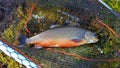 Arctic char in the net.