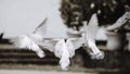 Out of focus beautiful pigeons flying various directions