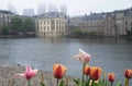 Binnenhof, place of Parliament in The Hague in the Netherlands with tulips Royalty Free Stock Photo