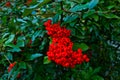 Out of focus, blurry background, red bunch of rowan.