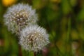 Out of focus. Dandelion in the meadow