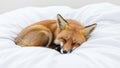 Is out of focus highlighting the peacefulness of the sleeping Royalty Free Stock Photo