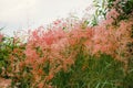 Out of focus image,pink flower grass Natal grass, natal redtop Royalty Free Stock Photo