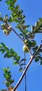 out of focus photo of the fruit of a guava tree (Psidium guajava) Royalty Free Stock Photo