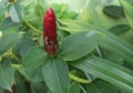 Out of focus photo of Pacing Pentul plant or Costus Spicatus. Blooming with red flowers. Royalty Free Stock Photo