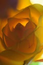 Out of focus yellow rose petals Royalty Free Stock Photo