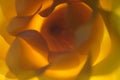 Out of focus yellow rose petals Royalty Free Stock Photo