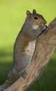 Out on a limb Royalty Free Stock Photo