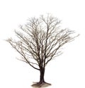 Out line of dry tree branch isolated white background use for de Royalty Free Stock Photo