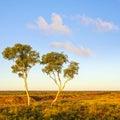 Outback Australia Ghost Gums Royalty Free Stock Photo