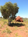 Outback Australia Termite ant hill with tree Royalty Free Stock Photo