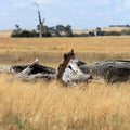Outback australian landscape with dead wood Royalty Free Stock Photo