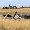 Outback australian landscape with dead wood