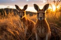 Outback Australian landscape at a golden sunset with two kangaroos.