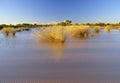 An Outback Australian oasis billabong