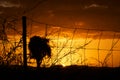 Outback Australian sunset glow of orange & red bringing peace & tranquility Royalty Free Stock Photo