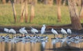 Outback billabong with birds early morning