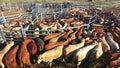 Outback cattle mustering with herd of cattle