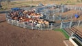Outback Cattle Mustering with herd of cattle