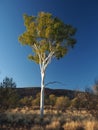 Outback Gum Tree at sunset Royalty Free Stock Photo