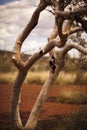 Outback in the Pilbara, Western Australia