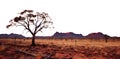 Outback sunset landscape. Australia outback plains. Transparent PNG. tree growing in the Australian outbacks. Royalty Free Stock Photo
