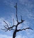 Outback Tree Royalty Free Stock Photo