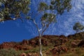 In the Outback 2016 Royalty Free Stock Photo