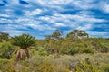 Outback vegetation in Badgingarra National Park, Western Australia Royalty Free Stock Photo