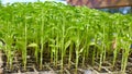 Outbreaks sprouts in nursery on Solanaceae Royalty Free Stock Photo