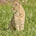 Outbred Cat on the Grass Royalty Free Stock Photo