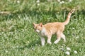 Outbred Cat on the Grass Royalty Free Stock Photo