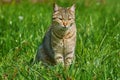 Outbred Cat Royalty Free Stock Photo