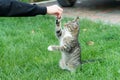 Outbred cat pet sit on green grass domestic animal play with human hand giving it a happy life, animal shelter Royalty Free Stock Photo