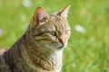 Outbred Cat Royalty Free Stock Photo