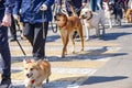 Outbred dog, corgi, labrador, staffordshire terrier, husky Royalty Free Stock Photo